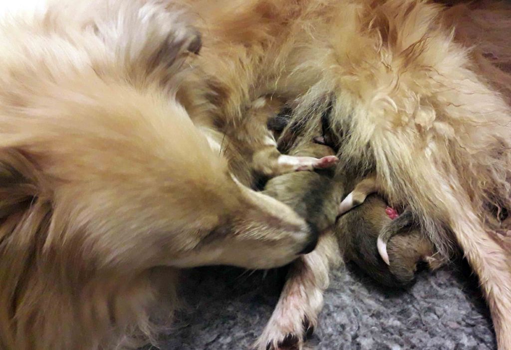 Du puits saint loup - les bb de Opaline aussi sont arrivés