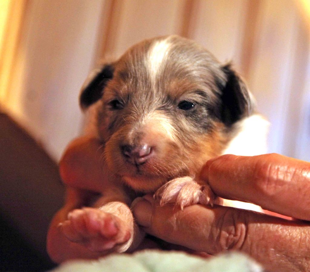 Du puits saint loup - des bébés  bleus, tricolores et fauves début novembre