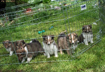 Du puits saint loup - première sortie dans le jardin