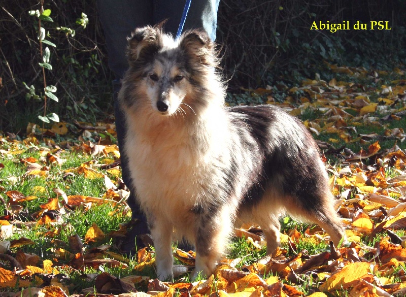 Abigail blue Du puits saint loup