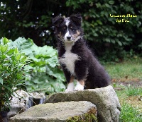 GUINESS  .BLACK DU PUITS SAINT LOUP