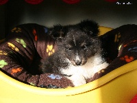 Du puits saint loup - Shetland Sheepdog - Portée née le 01/11/2012