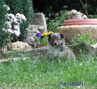 GRIOTTE gold  Du Puits Saint Loup