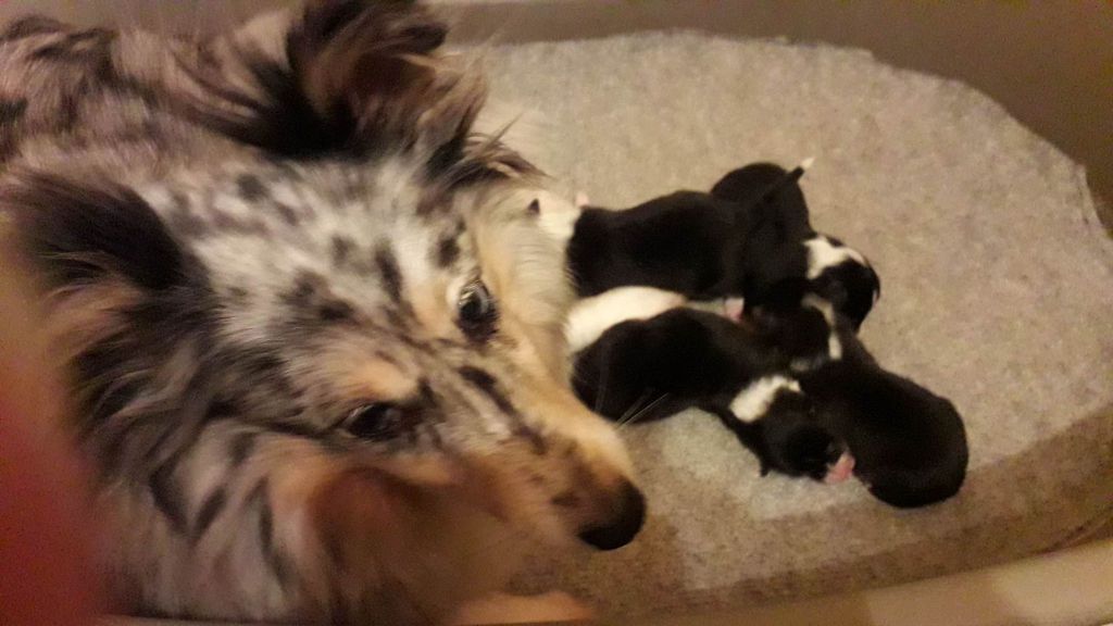 chiot Shetland Sheepdog Du puits saint loup