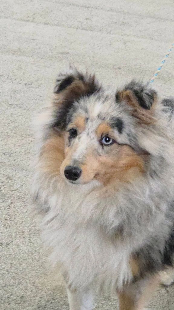 Apple pie du Royaume d'Angélique