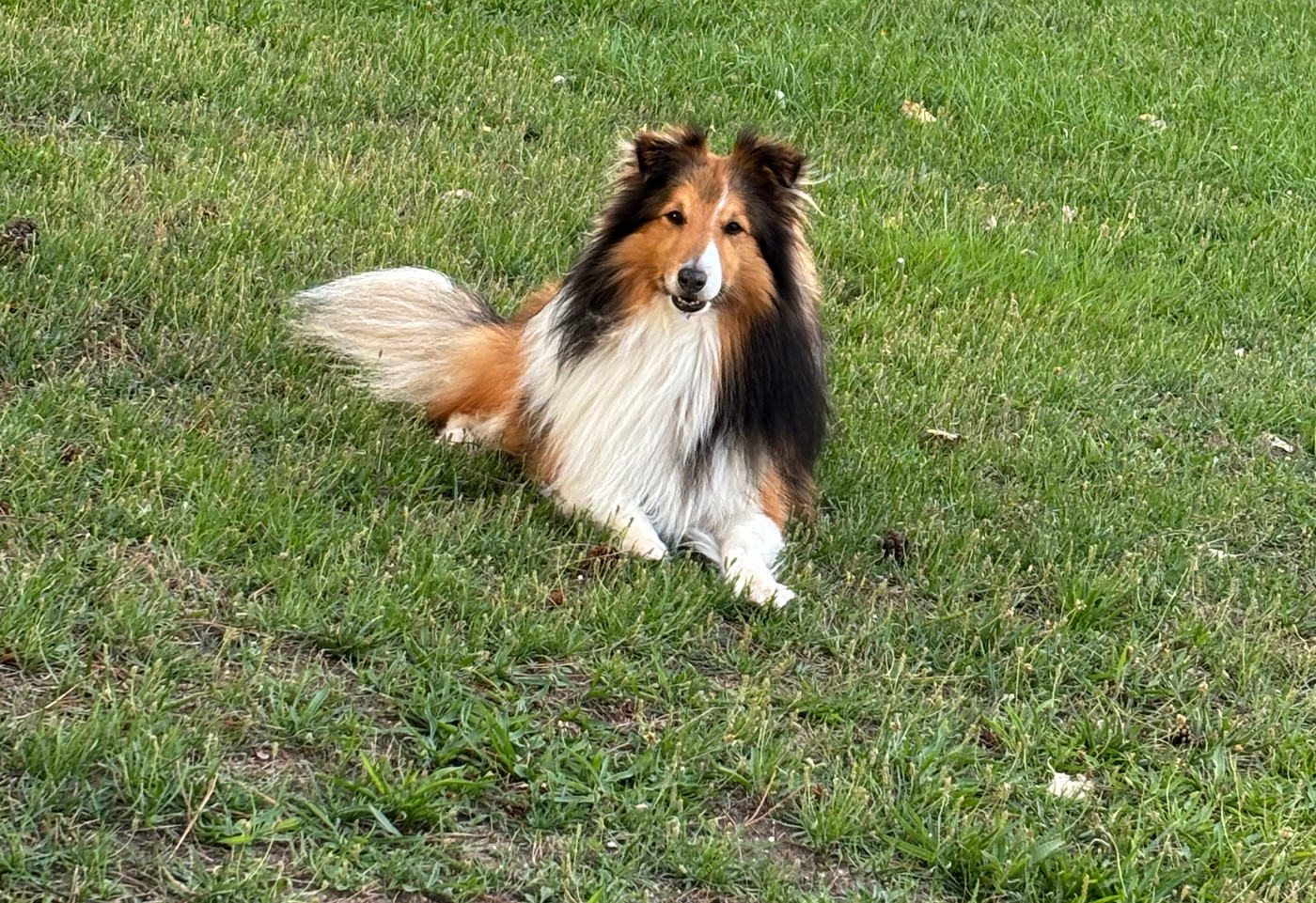 Du puits saint loup - des nouvelles de Olaf