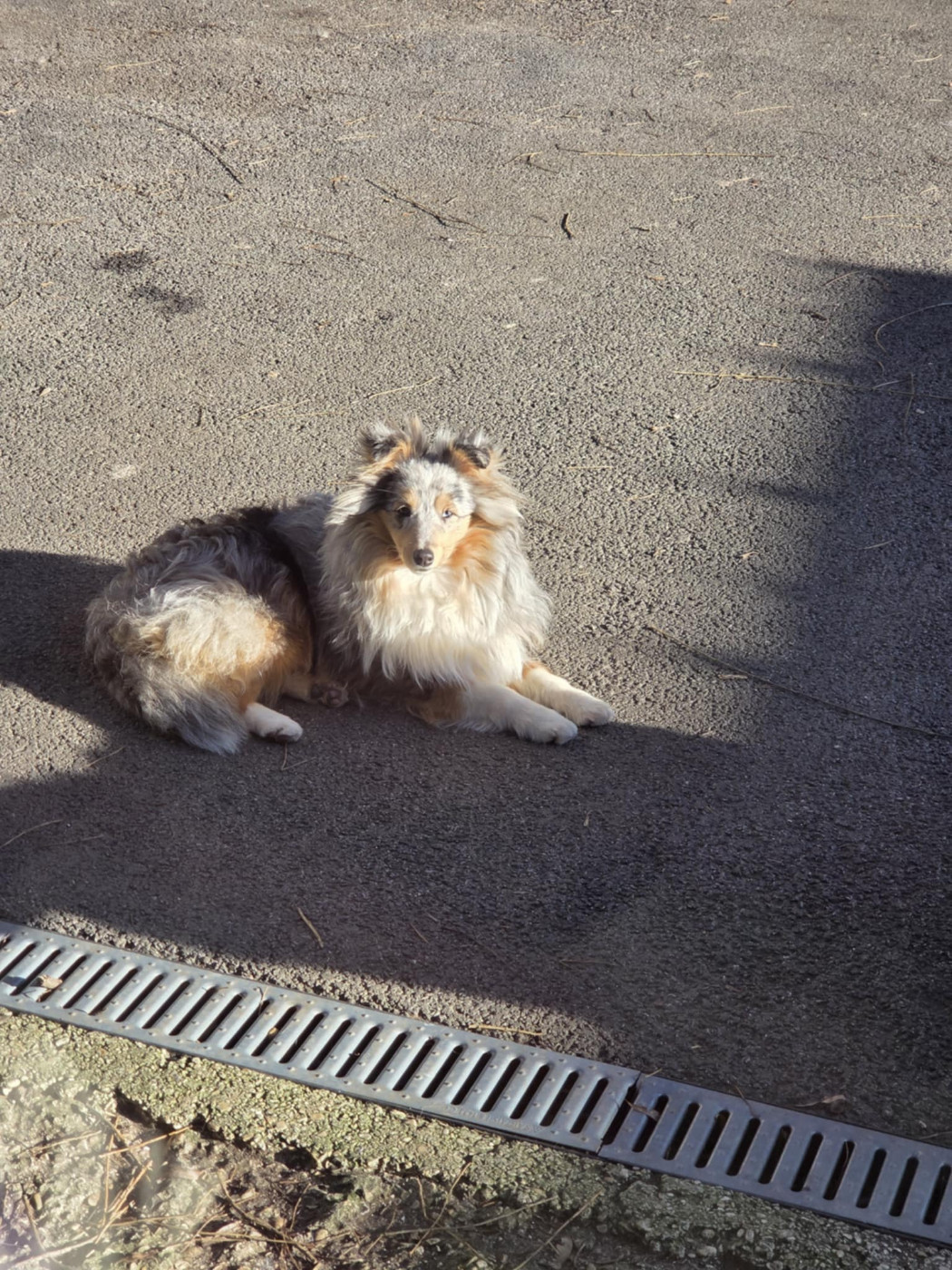 Du puits saint loup - 1ére expo de l'année: le Paris Dog show