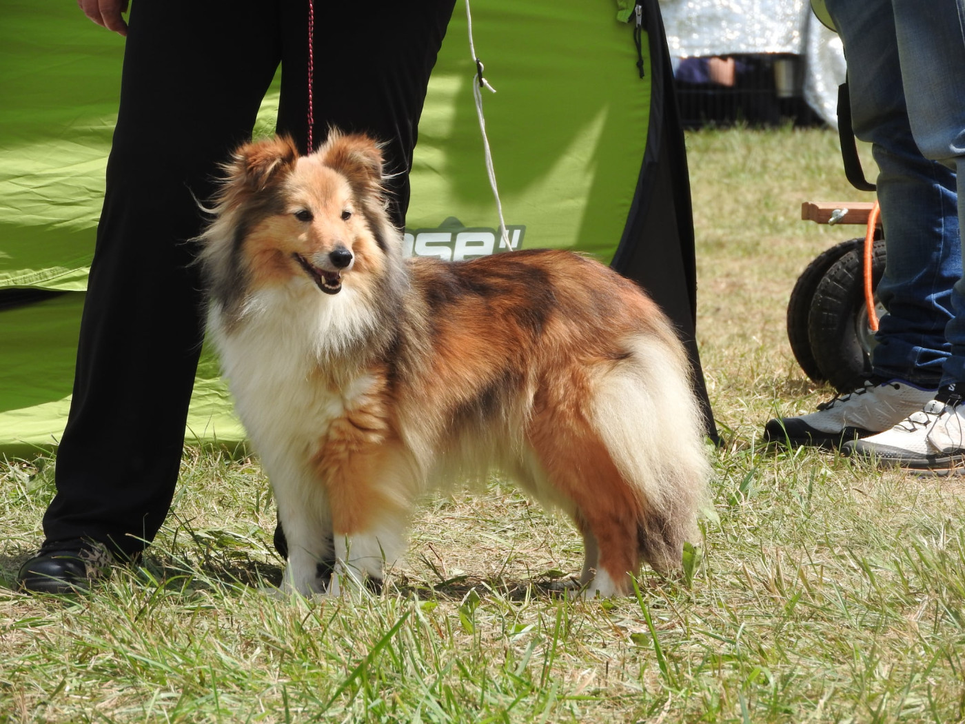 Du puits saint loup - peut être des BB dans 2 mois