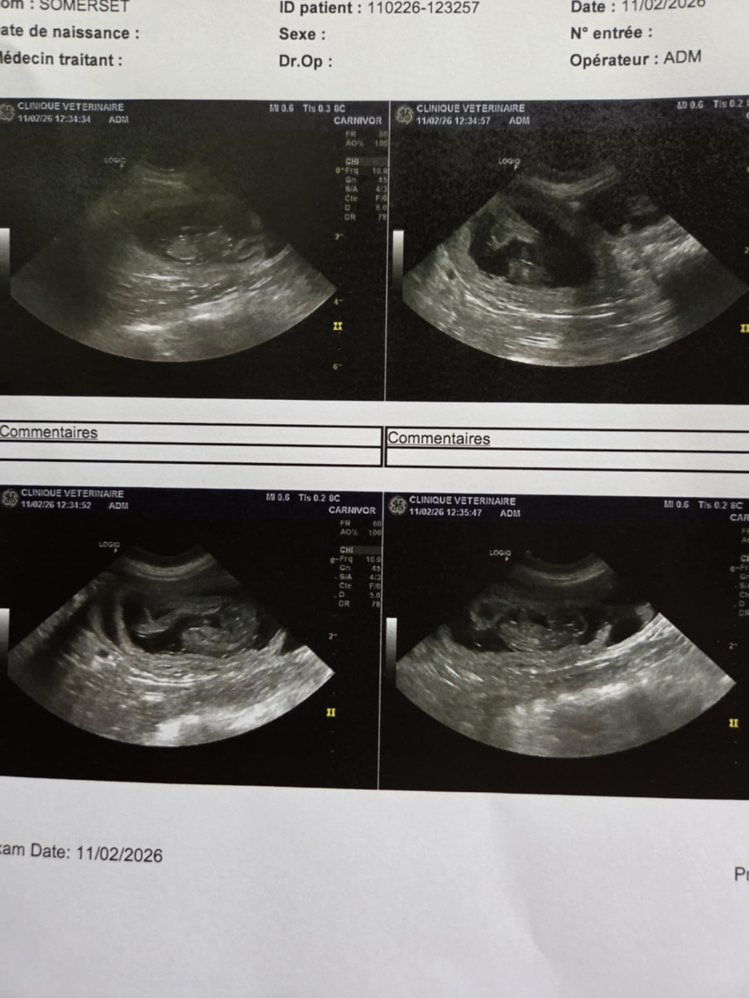 Du puits saint loup - Enfin des bébés qui arrivent