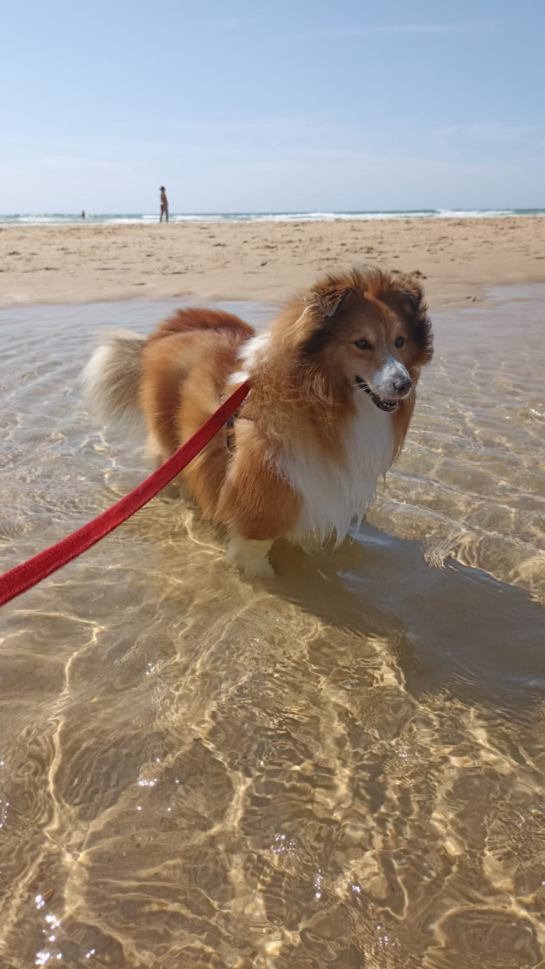 des nouvelles de Orkan fils de Hélianor des MET et de Mac des Collines de Sagne