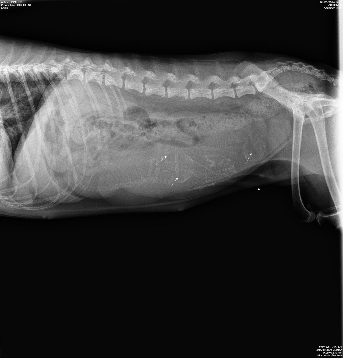 Rasio de comptage des petitous pour Opaline