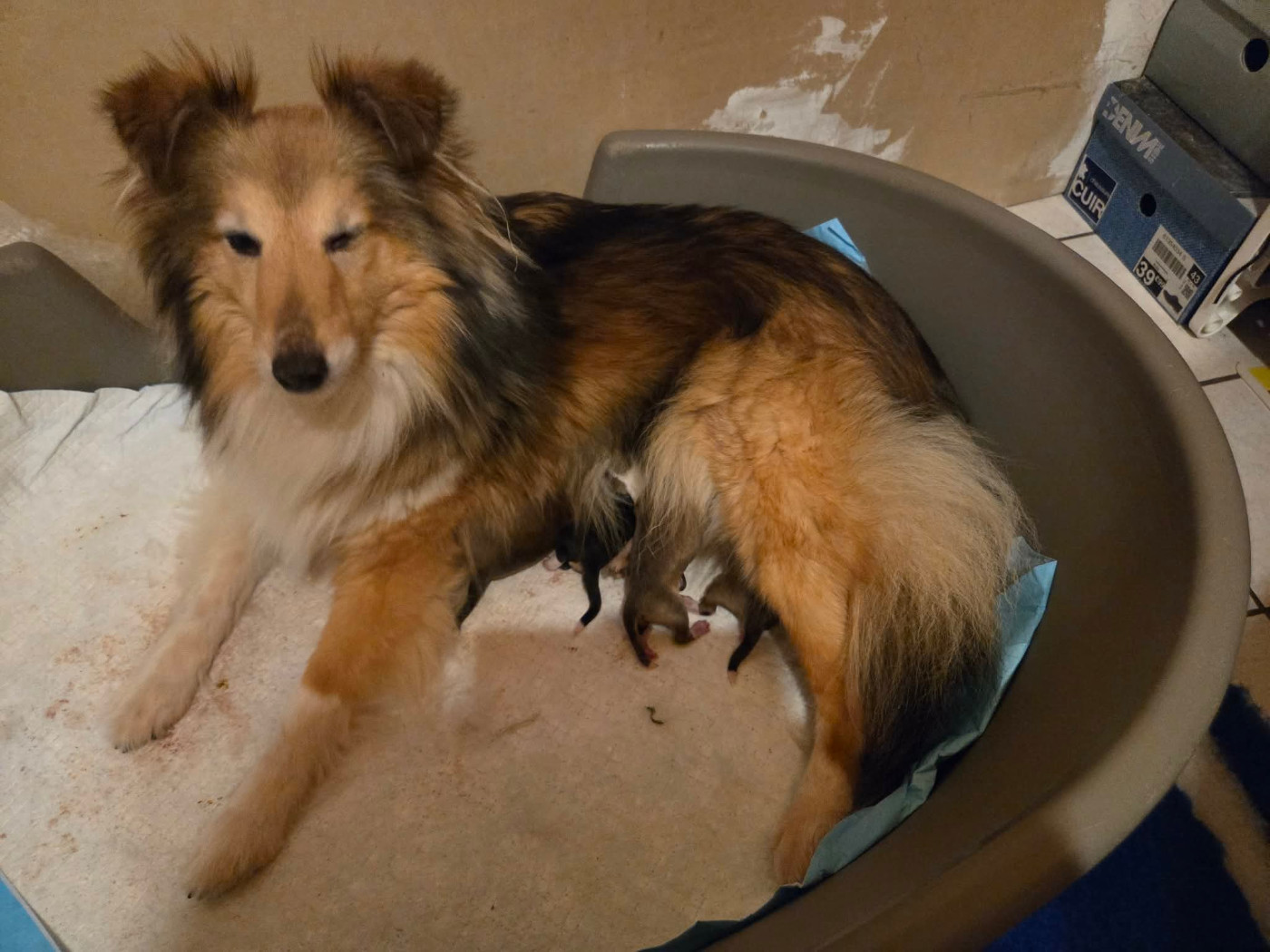 le 13 mars Somerset a eu ses bb