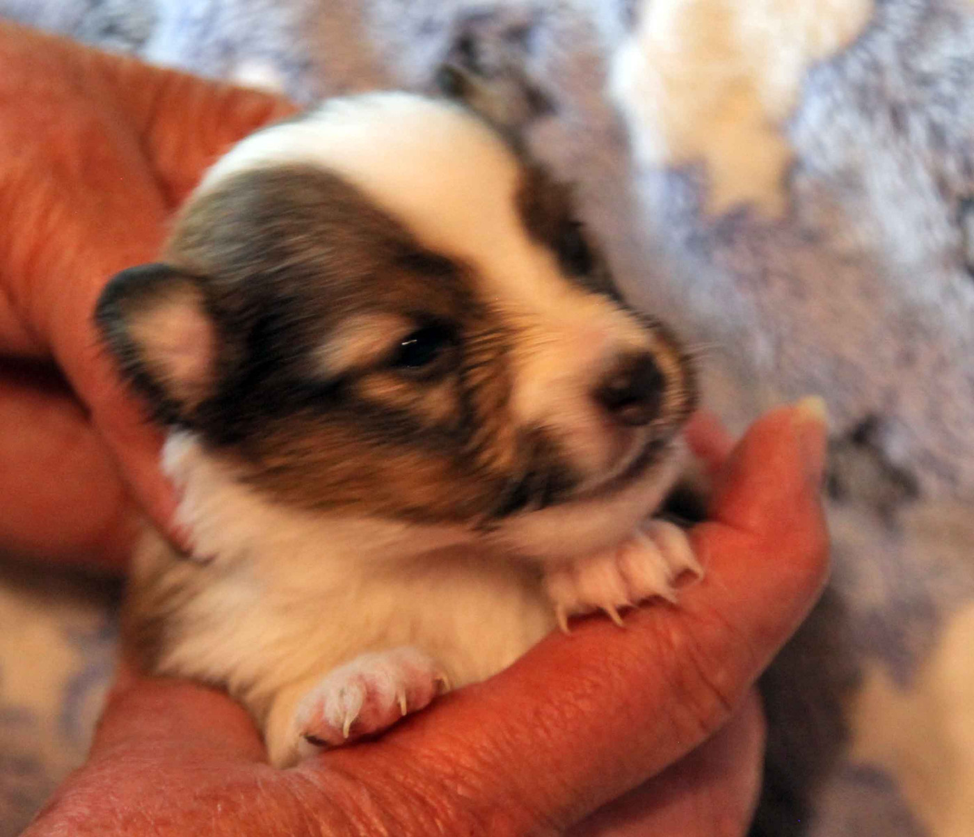 photos des bb dans la rubrique chiots