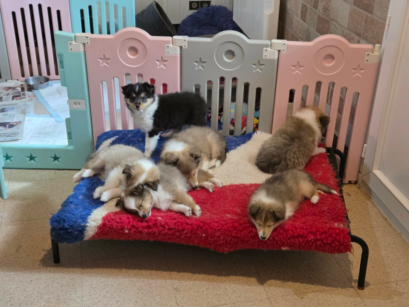 les 6 bébés avant leur départ