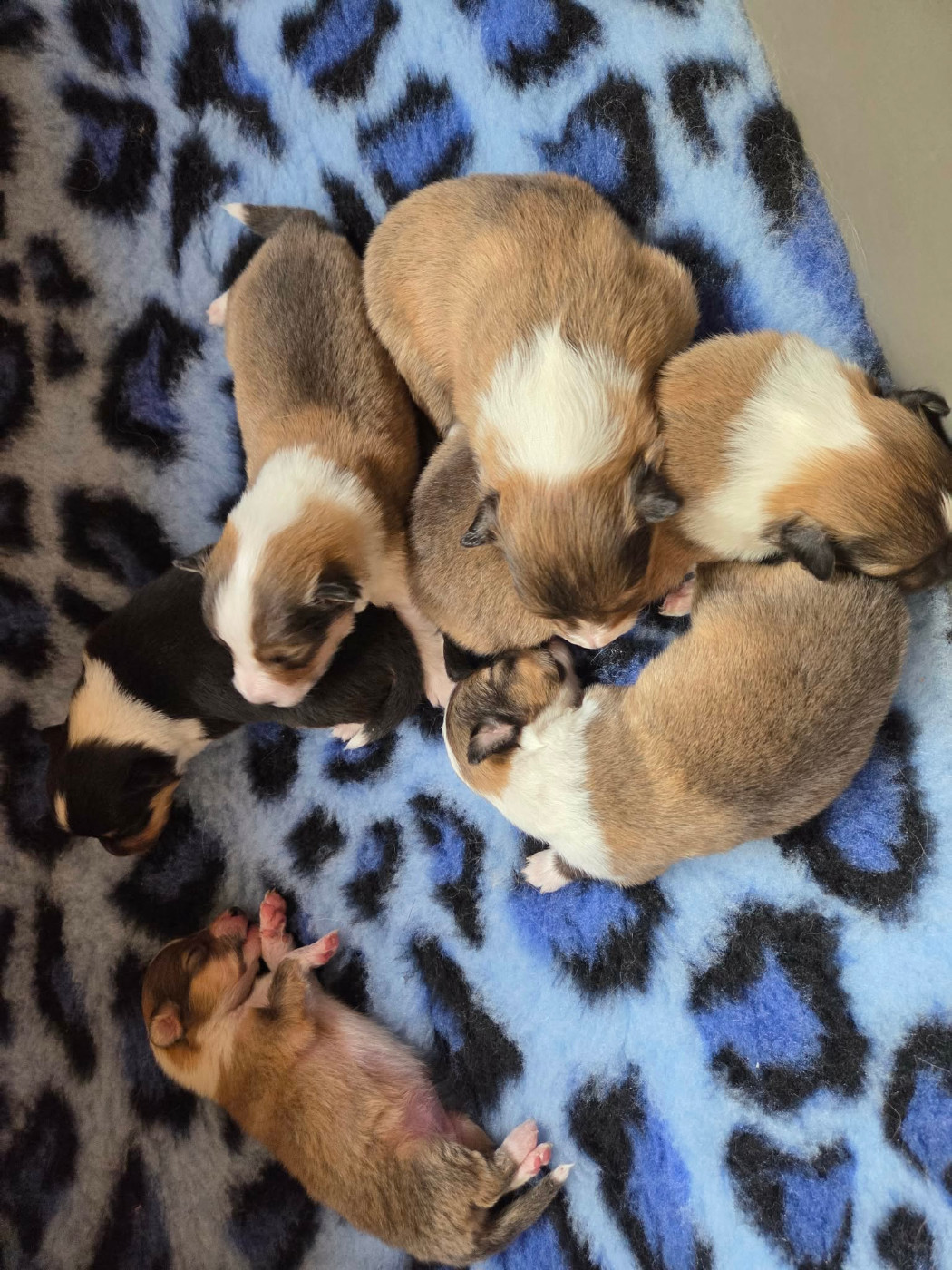 Chiot Shetland Sheepdog Du puits saint loup
