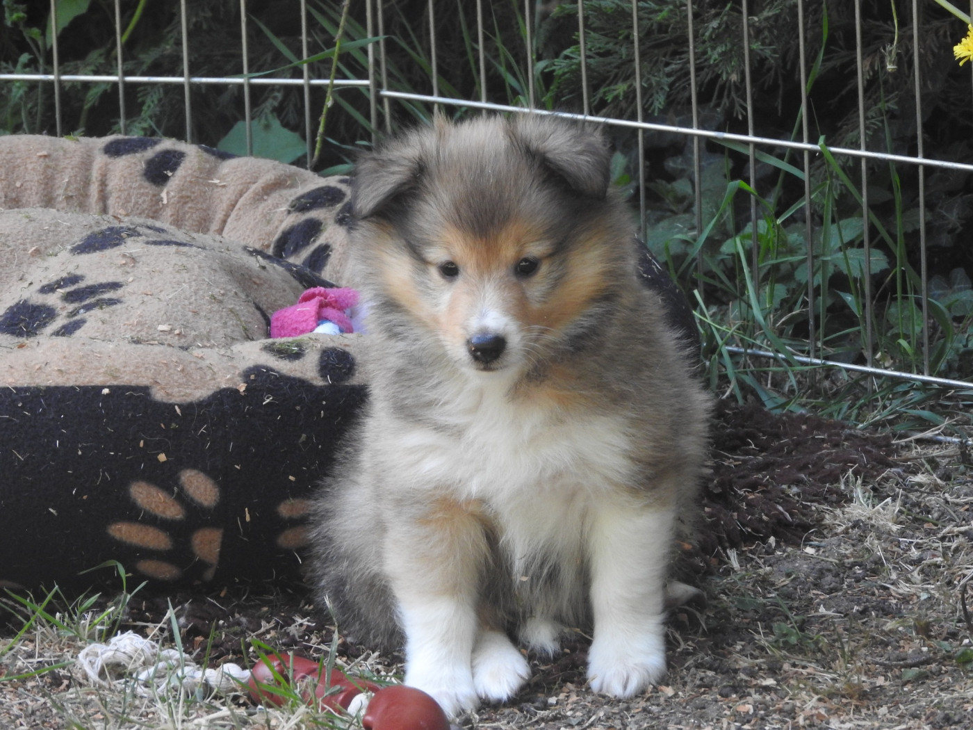 Du puits saint loup - Chiots disponibles - Shetland Sheepdog