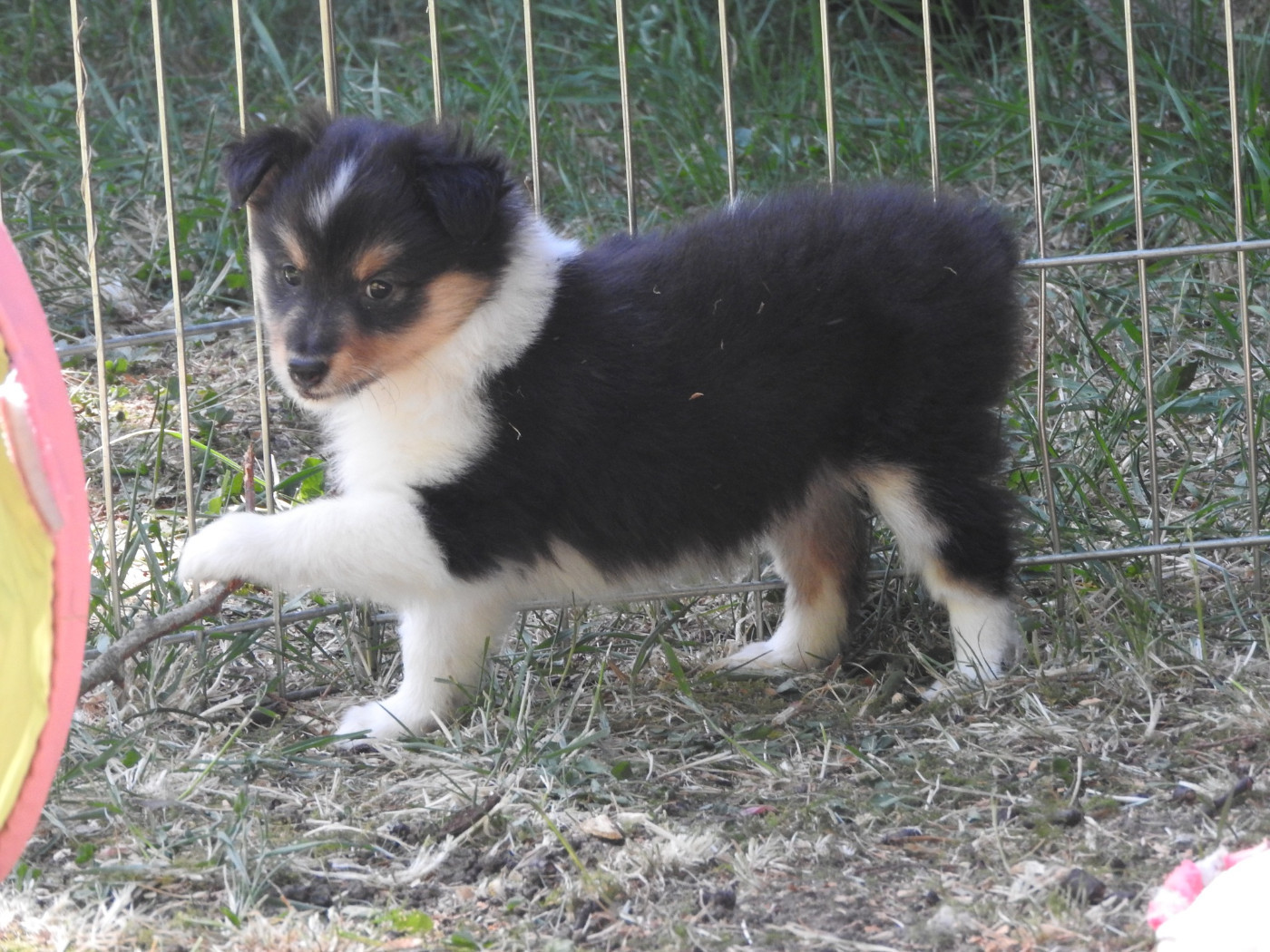 Du puits saint loup - Chiots disponibles - Shetland Sheepdog