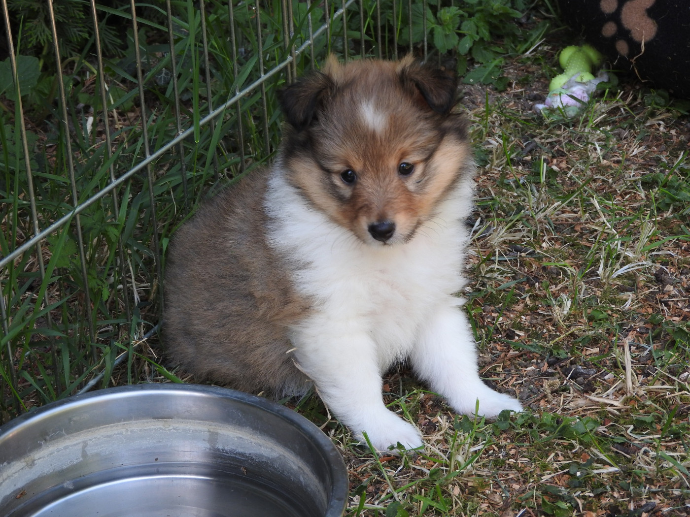 Du puits saint loup - Chiots disponibles - Shetland Sheepdog