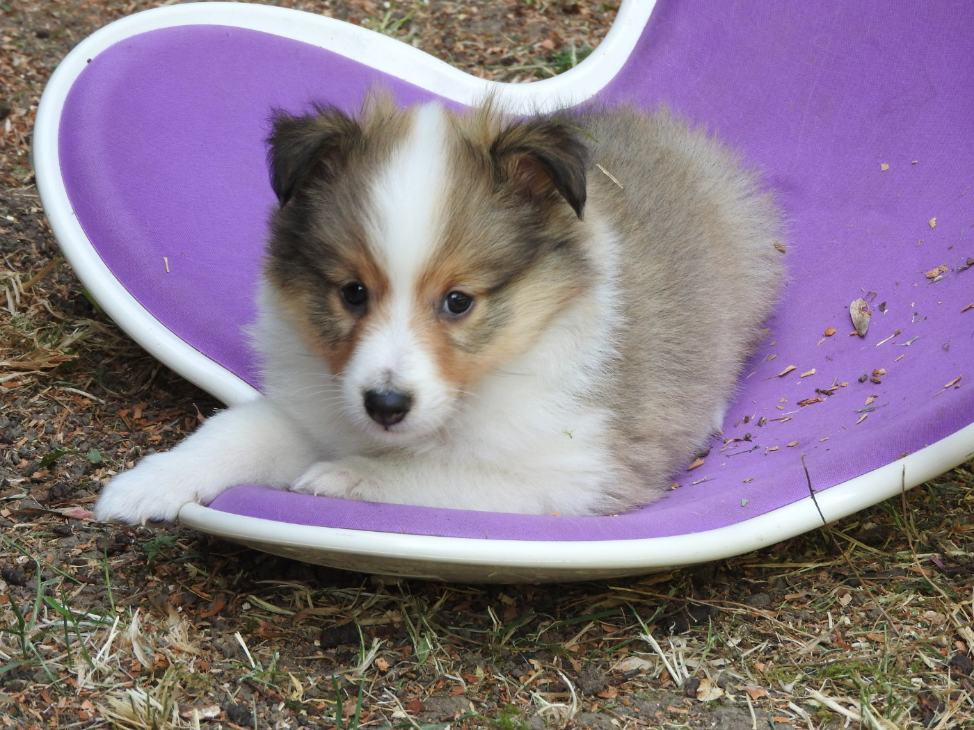 Du puits saint loup - Chiots disponibles - Shetland Sheepdog