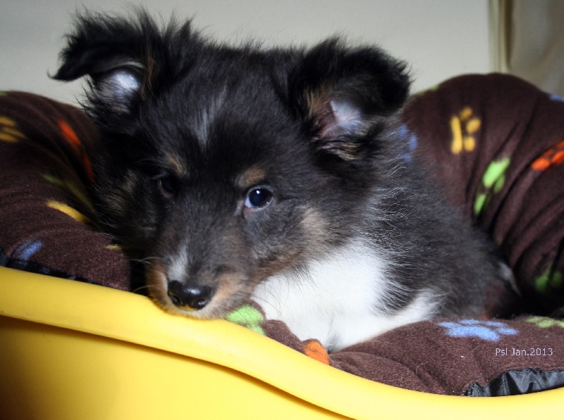 Du puits saint loup - Shetland Sheepdog - Portée née le 01/11/2012